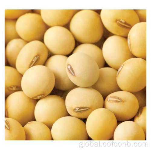 Organic Small Red Beans High Protein Dry Soybean Supplier